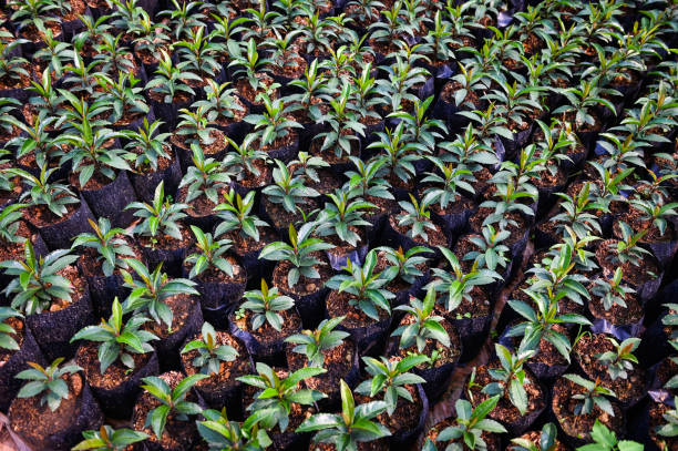 istock Young plant tree in soil seedling bag for planting 1481675240