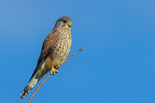 Male common kestrel (Falco tinnunculus) perching on the top of a tree.