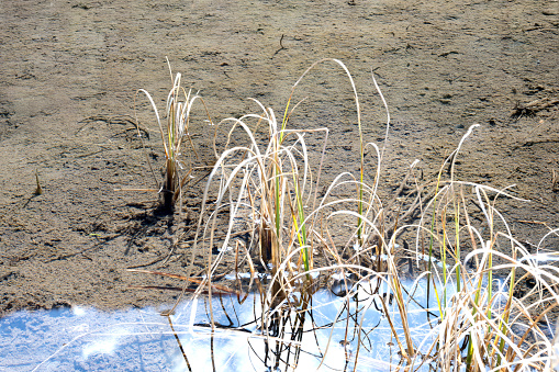 Reed tussock in small standing water mountain lake in tyrol rest recreation intact nature and marshland