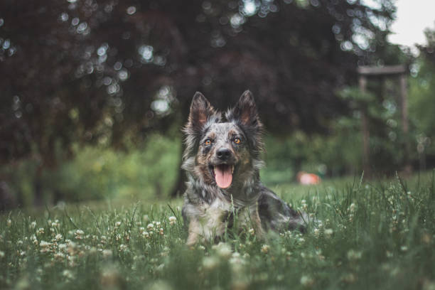 Portrait of a short-haired wolfhound lying in grass and flowers with his tongue out. Happy and smiling dog satisfied with his life. Four-legged pet stock photo