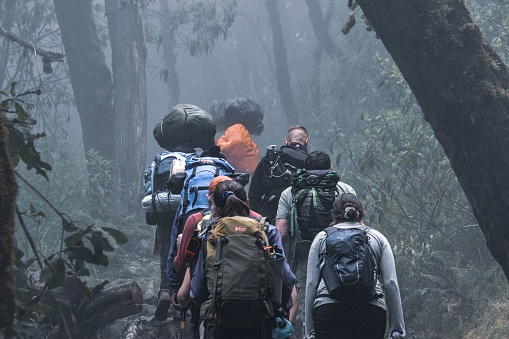 Arusha, Tanzania – August 17, 2022: A group of hikers walking through a wooded area of the volcanic Mount Kilimanjaro