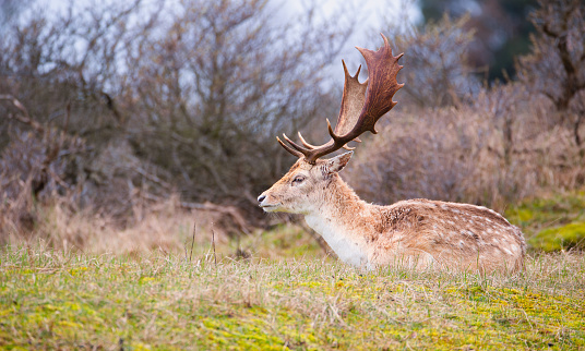 Red deer stag with antlers in spring, forest of Amsterdamse Waterleidingduinen in the Netherlands, wildlife in the woodland