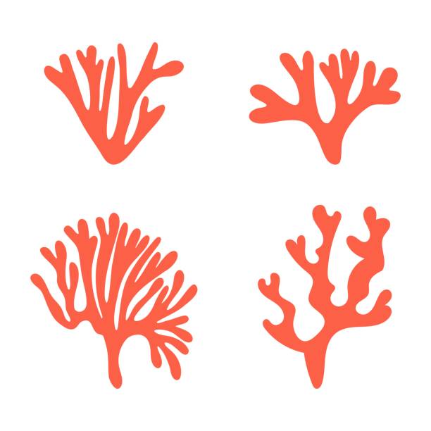 setzen sie meerrote korallen. isolierte vektorillustration auf weißem hintergrund. - coral colored stock-grafiken, -clipart, -cartoons und -symbole