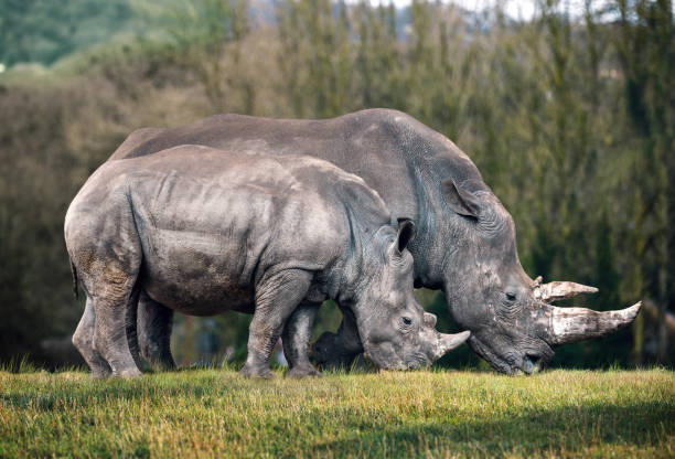Two rhinos eating grass, one mother and one baby stock photo