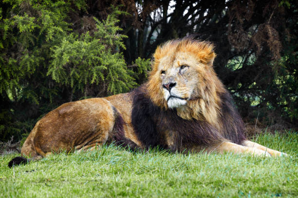 Majestic, dangerous lion lying down on grass stock photo