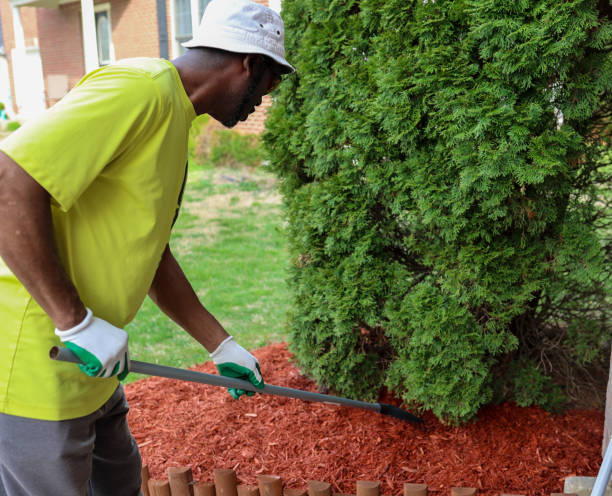 istock A black man putting down fresh mulch in a lawn 1481682115