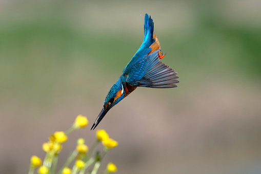 Kingfisher diving into water (Alcedo atthis)