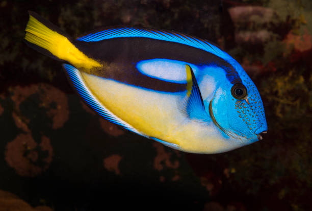 istock Closeup of a blue tang surgeonfish 1481683794