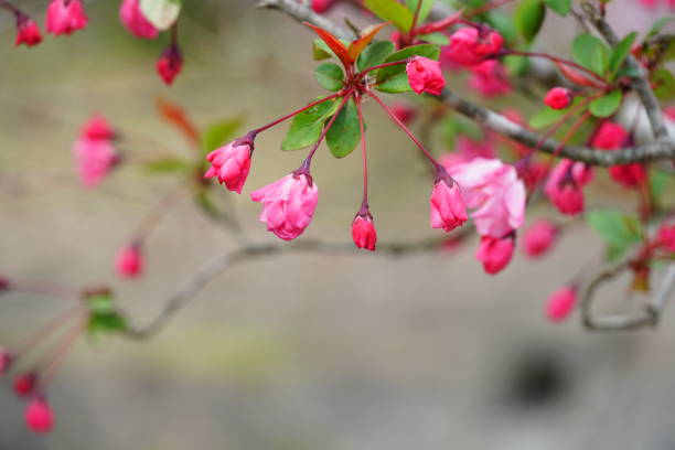 istock Pink honkaidou flowers 1481684193