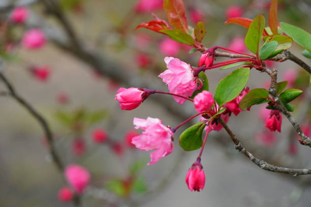 istock Pink honkaidou flowers 1481684276