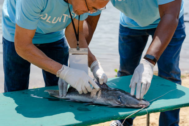 istock professional volunteer biologist holding a syringe containing microchip to inject into the fish's body 1481684319