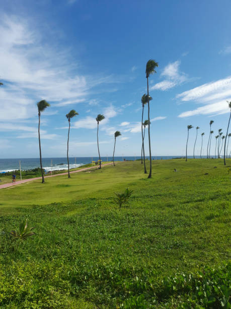 Palm Tree Coconut Brazil Beach