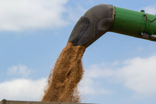 istock Harvester unloading wheat on the background of the sky with clouds. close up 1481685029