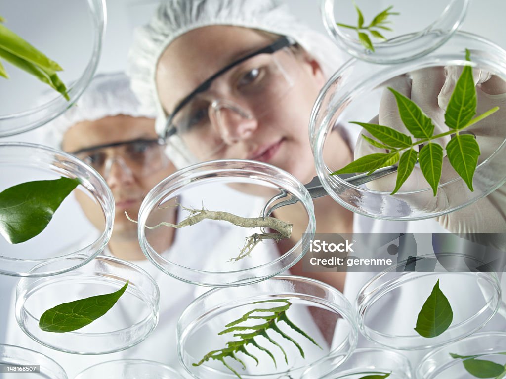 Scientifique examine Pétri - Photo de Adulte libre de droits