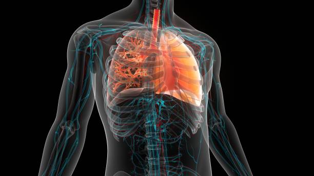 istock Human Respiratory System Lungs Anatomy 1481686426