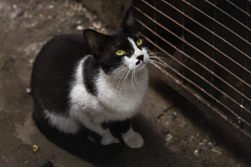 Kucing Kucing Hitam Dan Putih Yang Lucu Tampak Penasaran Foto Stok