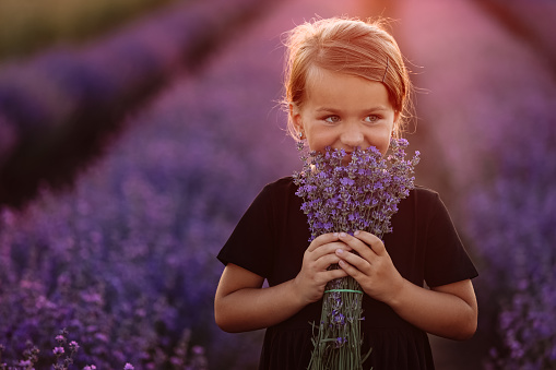 Portrait of a cute girl with a bouquet of lavender flowers in her hands. A child is walking in a field of lavender on sunset. Kid in black dress is having fun on nature on summer holiday vacation