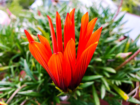 Gorgeous and colorful flowers of Giant Estrelitzia, giant bird of paradise, on its bush in the evening light.