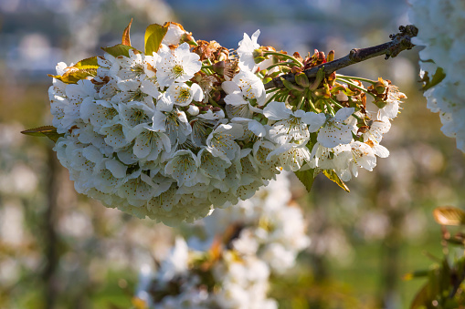 Close-up of cherry blossoms in Wiesbaden-Frauenstein - Germany in the Rheingau