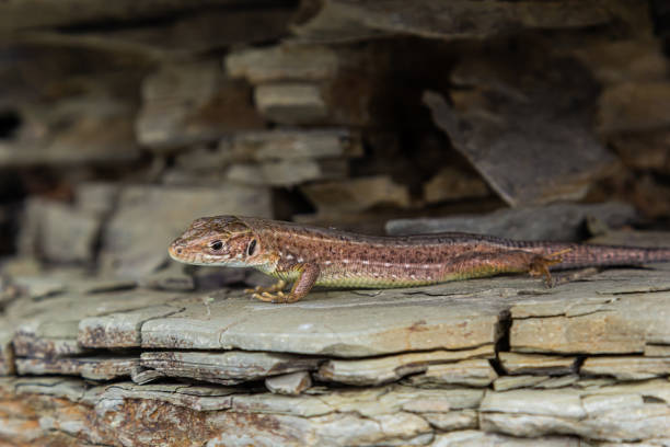 istock Lacerta agilis, sand lizard, on a sunny summer day 1481687733