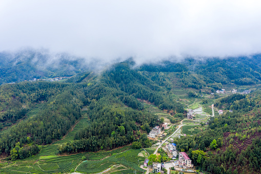 Aerial photography tea garden, modern agriculture