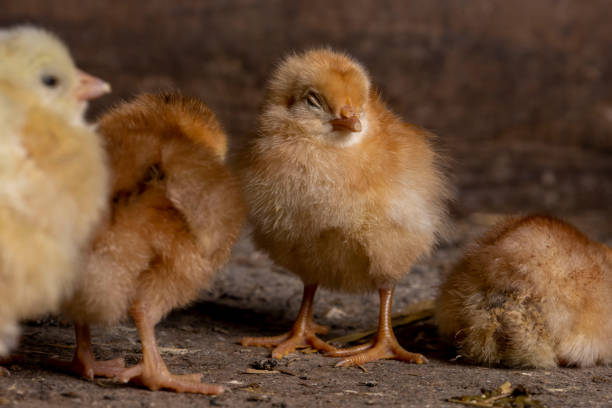 istock Little chickens at a poultry farm. 1481688435