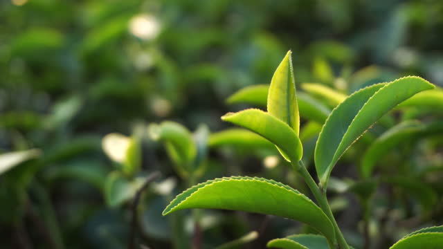 Fresh Green tea tree leaves in eco herbal farm. Tree tea plantations in morning sun light. Freshness herbal green natural garden farmland. Drinking organic relax heath plant. Green tea tree in farm.