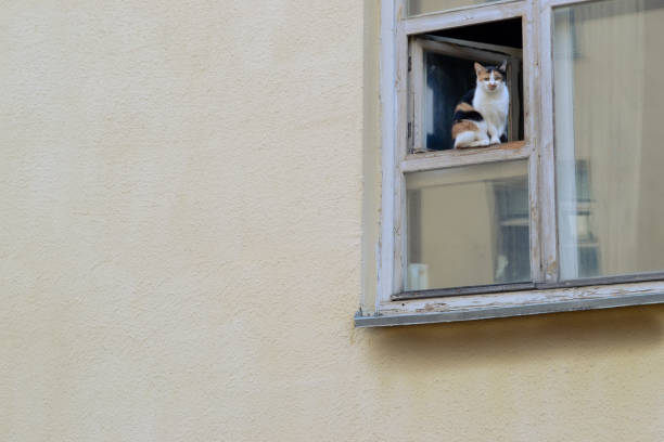istock seriously looking cat sitting at the old window. 1481691014