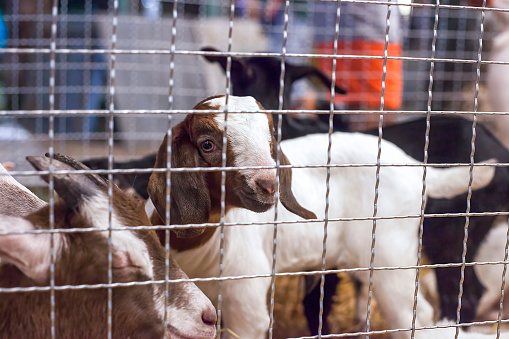 Kid goats in metal grid cage. White and brown cute goatling looking. Goat animal Qurban Eid al-Adha