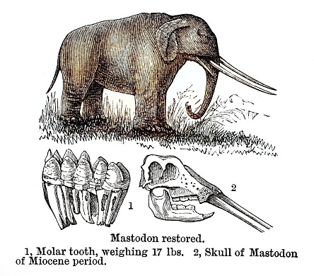 Mastodon restored with skull from out-of-copyright 1898 book 