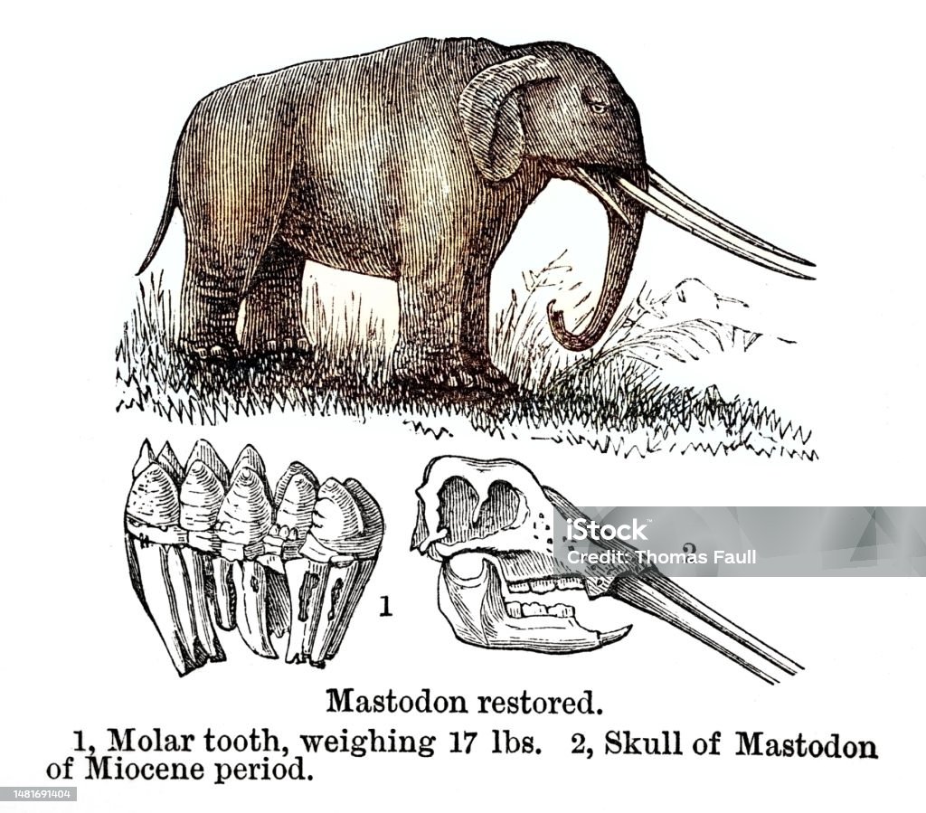 Matsterdon Mastodon Restored With Skull Stock Illustration - Download Image Now ...