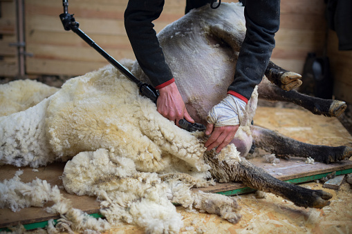 view of a sheep being shorn in a farm