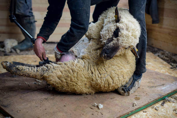 istock view of a sheep being shorn 1481691549
