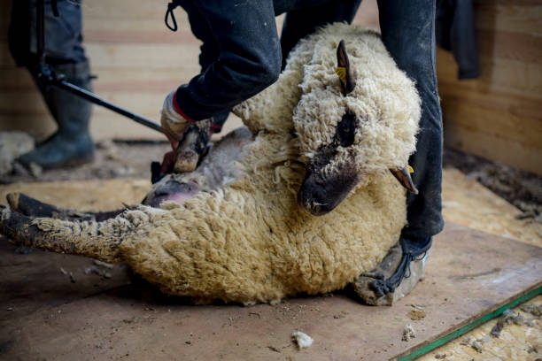 istock view of a sheep being shorn 1481691550