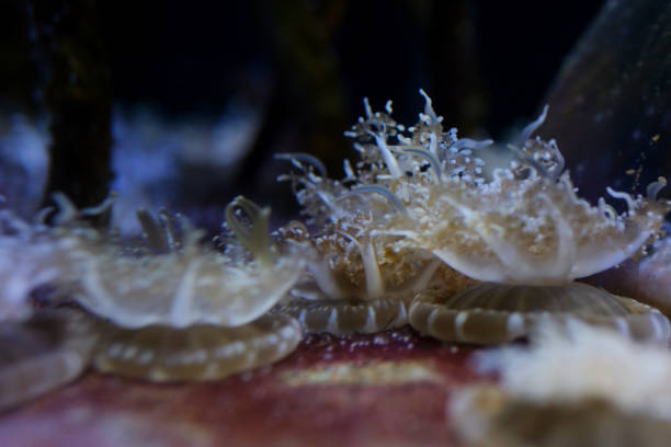 upside down jellyfish swimming in aquarium tank water with tentacles upside down jellyfish swimming in aquarium tank water with tentacles. Vancouver Aquarium, BC, Canada High quality 4k footage cnidarian stock pictures, royalty-free photos & images