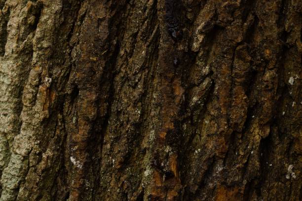 istock Texture of fresh maple wood bark. 1481693661