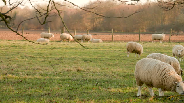 Flock of sheep grazing, eating grass walking in a field with trees and a fence on a farm