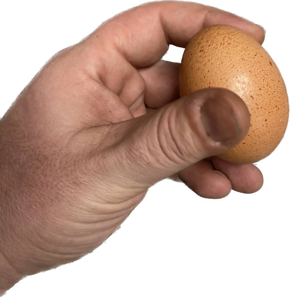 istock Hand holding a chicken egg. Hold the eggs between your fingers. 1481698688