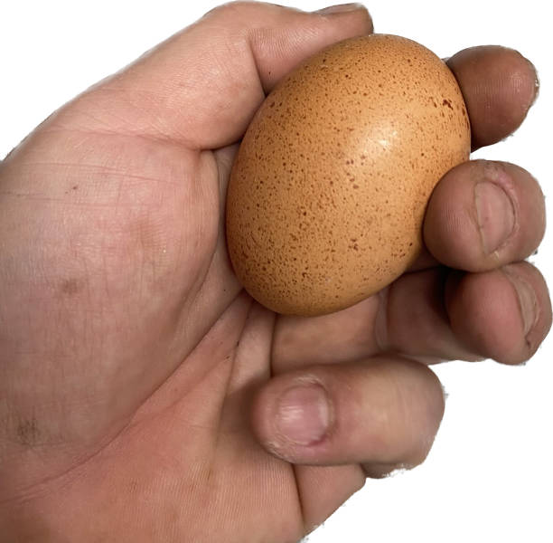istock Hand holding a chicken egg. Hold the eggs between your fingers. 1481698764