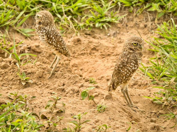 istock Burrowing owls (Athene cunicularia) in Los Llanos Colombia. 1481699771