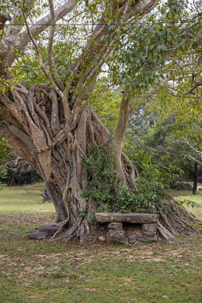 Strangler fig on a old tree in a public park