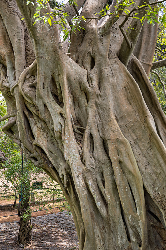 Strangler fig growing up the trunk of the host tree, which it in the end will kill - strangle. This silent murder is happening in forests and parks all over Sri Lanka