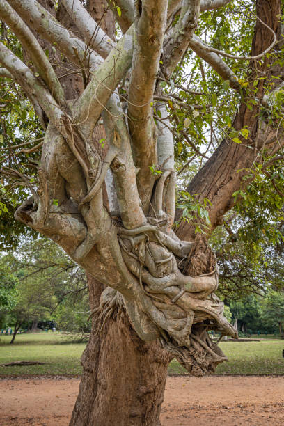 istock Strangler fig on a tree in a public park 1481702033