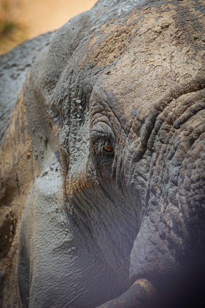 istock A close up image of an elephant`s head, covered in mud. 1481702092