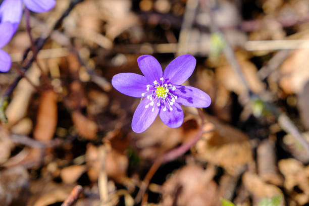 Hepatica is an early spring flower with multiple blue and purple blossoms growing on the forest floor. The first spring forest flowers. beautiful.