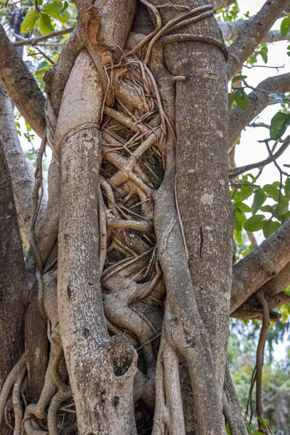 istock Palm tree being slowly killed by a strangler fig 1481702318