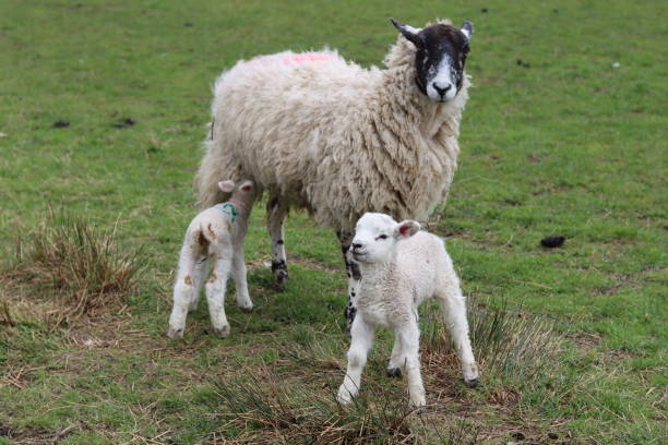 istock Close up of a sheep with small lambs in spring 1481703664