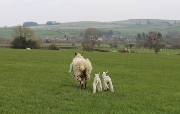 봄에 들판을 가로질러 걷는 한 쌍의 양과 함께 있는 암양 - livestock rural scene newborn animal ewe 뉴스 사진 이미지