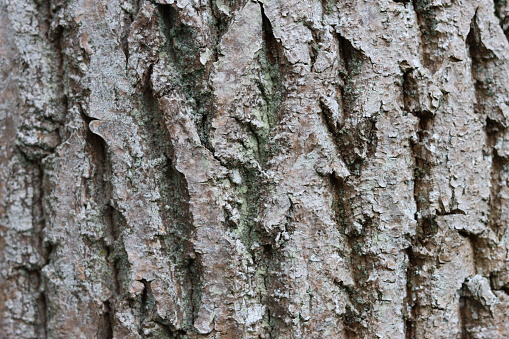 Ancient ash tree bark with deep grooves and ridges