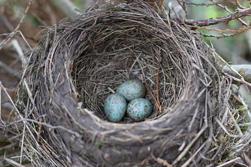 Cluster of blue blackbird eggs in a nest in spring